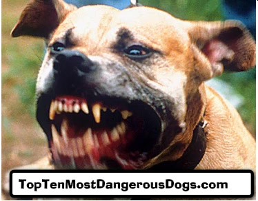 most danger dog