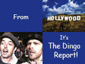 From Hollywood, It's The Dingo Report!