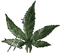 Marijuana Network