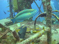 Underwater Bahamas