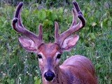 July Whitetails