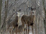 March Whitetails