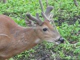 May Whitetails