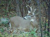 October Whitetails