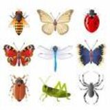 The World of Insects