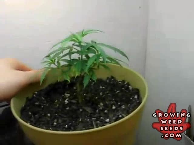 Indoor Marijuana Growing ...